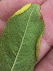 Platygaster robiniae