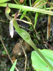 Chiloglottis diphylla