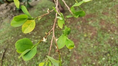 Erythroxylum coca