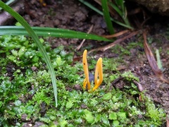 Clavulinopsis helvola