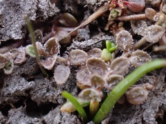 Veronica lilliputiana