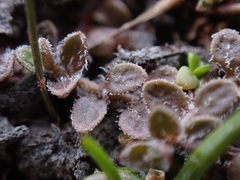 Veronica lilliputiana