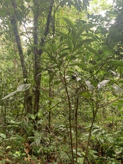 Parathesis crenulata