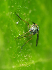 Condylostylus connectans