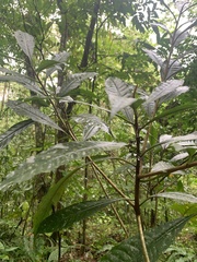 Parathesis crenulata