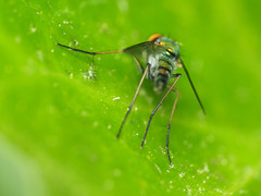 Condylostylus connectans