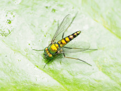 Condylostylus connectans