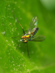 Condylostylus connectans