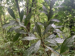 Parathesis crenulata