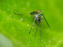 Condylostylus connectans