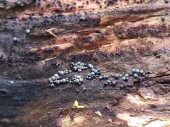 Ruzenia spermoides