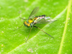 Condylostylus connectans