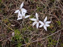 Lobelia perpusilla