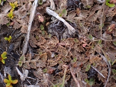 Lobelia perpusilla