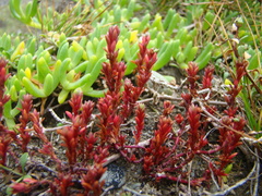 Crassula moschata