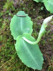 Chiloglottis diphylla