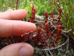 Crassula moschata