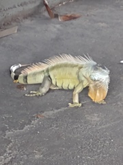 Iguana iguana