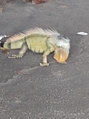 Iguana iguana