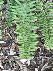 Polystichum dudleyi