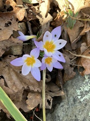 Crocus biflorus