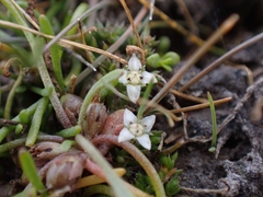 Crassula sinclairii