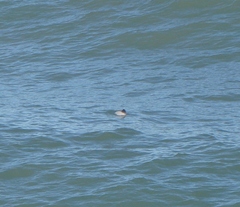 Cephalorhynchus hectori