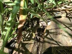 Lissolepis coventryi