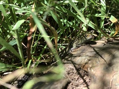 Lissolepis coventryi