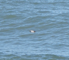 Cephalorhynchus hectori