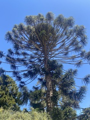 Araucaria bidwillii
