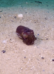 Euprymna