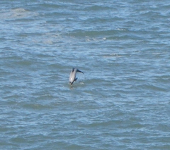 Cephalorhynchus hectori