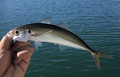 Trachurus symmetricus