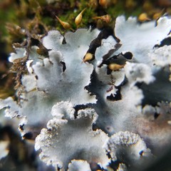 Parmotrema subisidiosum