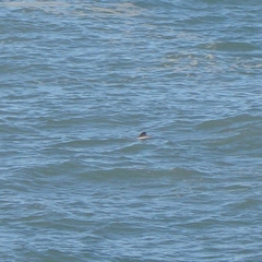 Cephalorhynchus hectori