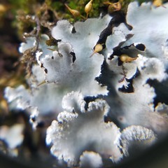 Parmotrema subisidiosum