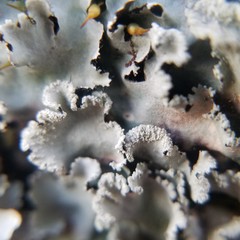 Parmotrema subisidiosum