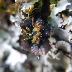 Parmotrema subisidiosum