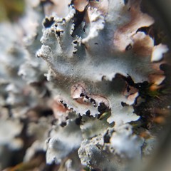 Parmotrema subisidiosum