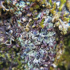 Rinodina dolichospora