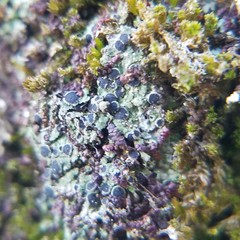 Rinodina dolichospora