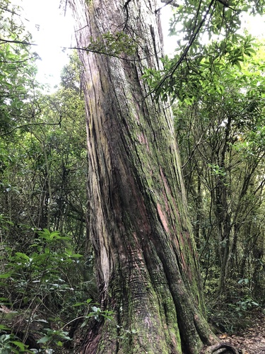 Totara (Podocarpus totara)