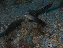 Nemateleotris decora