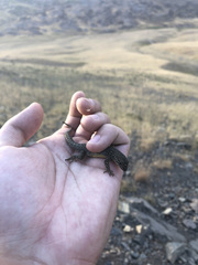 Quedenfeldtia trachyblepharus