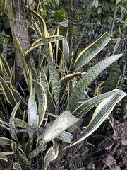 Image of Sansevieria trifasciata