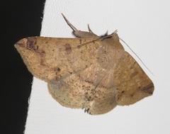 Ericeia congressa