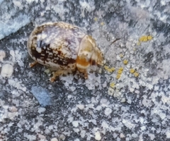 Paropsisterna tigrina