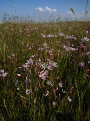 Nerine gracilis