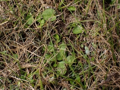 Dichondra brevifolia